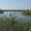 Le delta du Llobregat, l’ornithologie aux portes de Barcelone