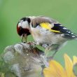 Chardonneret élégant sur un tournesol