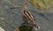 Bécassine double | Gallinago media | Great Snipe