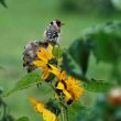 Chardonneret élégant sur un tournesol