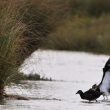 « Casses-toi tu pus et marches à l’ombre ! »