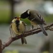 Mésanges charbonnieres juvénile et adulte