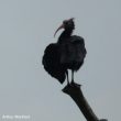 Un Ibis chauve observé en Savoie en septembre 2015