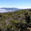 Où observer les oiseaux sur l’île de La Réunion ?