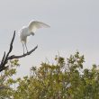 Grande Aigrette faisant sa toilette