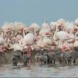 Flamants roses en Camargue