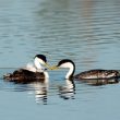 La nidification réussie d’un couple mixte Grèbe élégant x Grèbe à face blanche en Californie