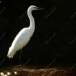 Aigrette garzette