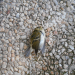 Pouillot à grands sourcils | Phylloscopus inornatus | Yellow-browed Warbler