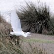 Grande Aigrette