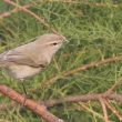 Pouillot véloce ssp.tristis