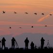 Observateurs et Grues cendrées