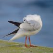 Mouette rieuse