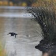 le saut de la bécassine