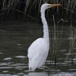 Grande Aigrette