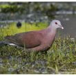 Pigeon de Madagascar (ou Tourterelle peinte)