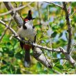 Bulbul orphée