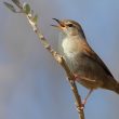 Bouscarle de Cetti chantant