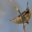 Bouscarle de Cetti « à la troglodyte »