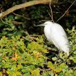 Aigrette dans un chêne