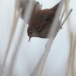 Bouscarle de Cetti paradant