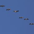 Grues cendrées en migration