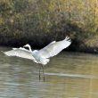 La gracieuse aigrette