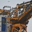 Etourneaux sansonnets rassemblés sur une grue