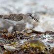 Bécasseau cocorli dans les laisses de mer