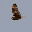 Hibou des marais en chasse