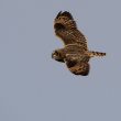 Hibou des marais en chasse