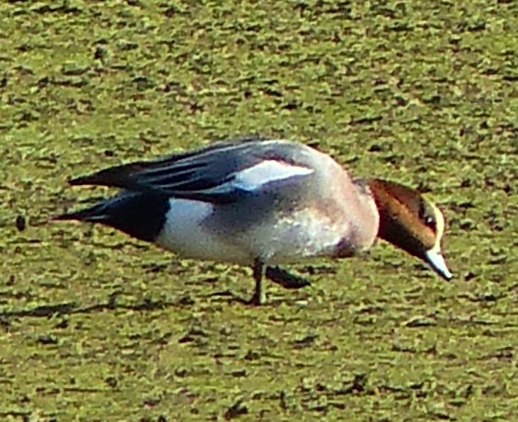 Canard siffleur