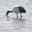 Un Ibis sacré en train de manger