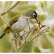 Zotérops de la Réunion sur des fleurs de Solanum mauritianum