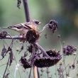 Pinson du Nord sur un tournesol