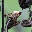 Chardonneret élégant sur un tournesol