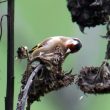 Chardonneret élégant sur un tournesol