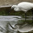 Aigrette garzette