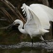 Aigrette garzette