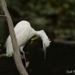 Aigrette garzette