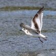 Mouette pygmée