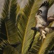 Buse variable