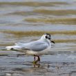 Mouette pygmée