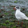 Mouette mélanocéphale