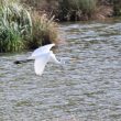 En rase-motte sur le lac de Cantarane