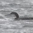 Plongeon imbrin dans un bassin en bord de mer