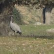 Grue cendrée dans la dehesa