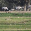 Grues cendrées dans la dehesa