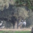 Grues cendrées dans la dehesa