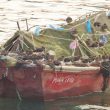 Tournepierres à collier en dortoir sur une barque